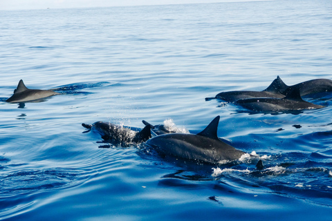 Lovina: Dolphin Watching, Gitgit Waterfall and Ulun Danu Lovina: Dolphin Watching, Gitgit Waterfall and Ulun Danu