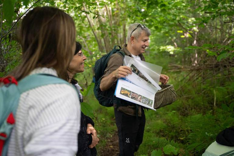 Stockholm: Mushroom and Berries Foraging Tour with Lunch