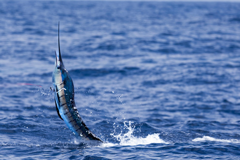 Santa Maria: Atlantic Ocean Trolling Fishing Trip