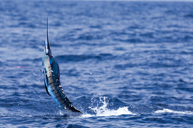 Santa Maria: Atlantic Ocean Trolling Fishing Trip