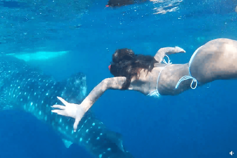 Cebú:Excursión en grupo con tiburón ballena, cascada y carrera de sardinas+Comida