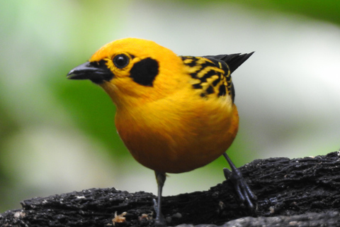 Mindo Cloud Forest Birding Butterflies waterfalls chocolate...