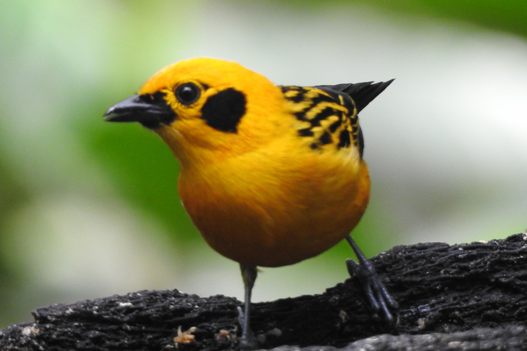 Mindo Cloud Forest Birding Butterflies waterfalls chocolate...