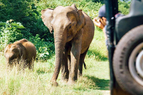 Private Tour from Ella to Hiriketiya with Yala Safari