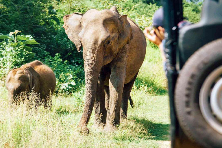 Private Tour from Ella to Hiriketiya with Yala Safari