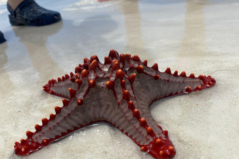 Zanzibar: tour privato dell'isola di MnembaTour privato. Non c'è il servizio di prelievo in hotel e non c'è il pranzo.