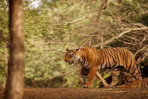 2-tägige Wildtier-Safari nach Ranthambore &amp; Sariska ab DelhiAll-Inclusive Tour