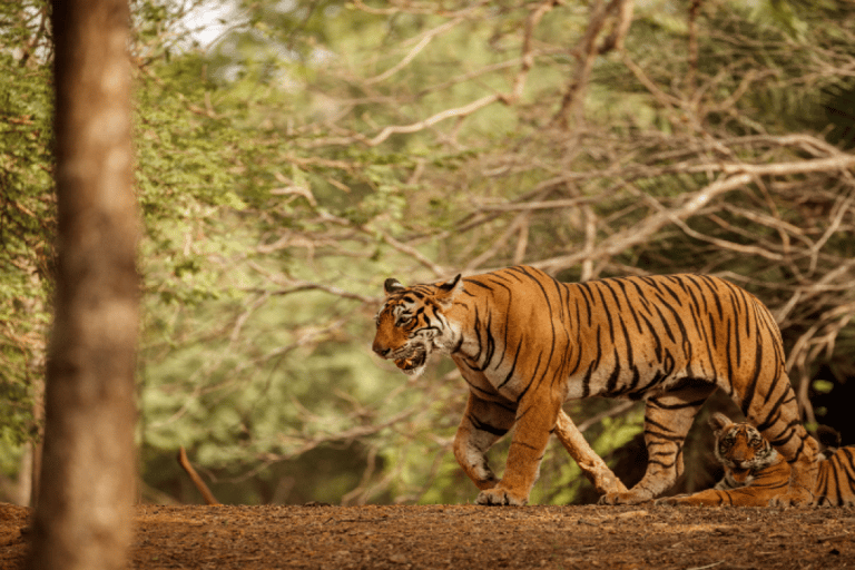 2-dniowe safari wśród dzikiej przyrody do Ranthambore i Sariska z DelhiWycieczka bez zakwaterowania