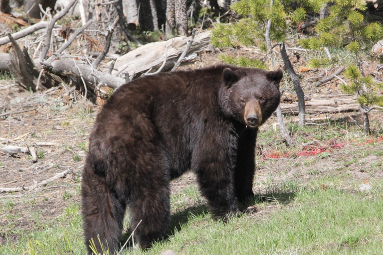 Jackson Hole 2-Day Private Safari: Yellowstone Loops Tour