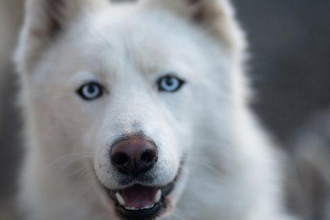 Reykjavík: Husky Kennel Visit with Hot Drinks