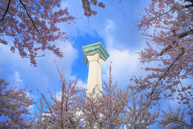 Hokkaido Hakodate 2D1N Tour en autobús por los Cerezos en Flor desde Sapporo2 Personas/1 Habitación