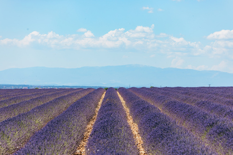 Niza: tour de las gargantas del Verdon y campos de lavanda