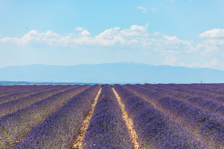 Nice: Gorges of Verdon and Fields of Lavender Tour Nice: Gorges of the Verdon and Fields of Lavender Tour