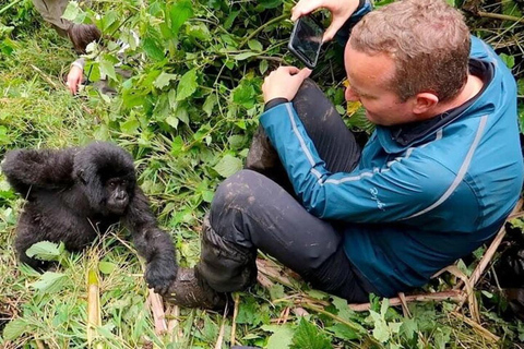 1 Day gorilla trekking safari tour, volcanoes national park.