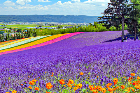 Hokkaido Summer Day Trip: Patchwork Road&Shikisai no Okas Depart from Sapporo Tokyu REI Hotel (without lunch)