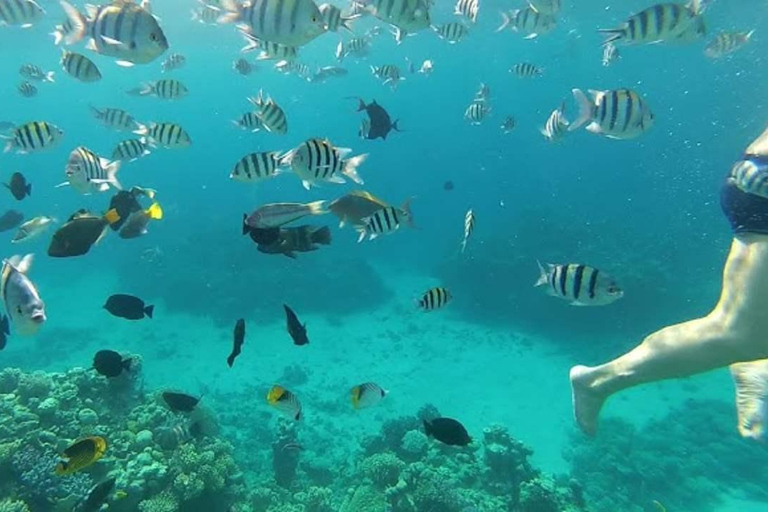 Private: Sosua Bay Snorkeling Tour with Hotel Pickup