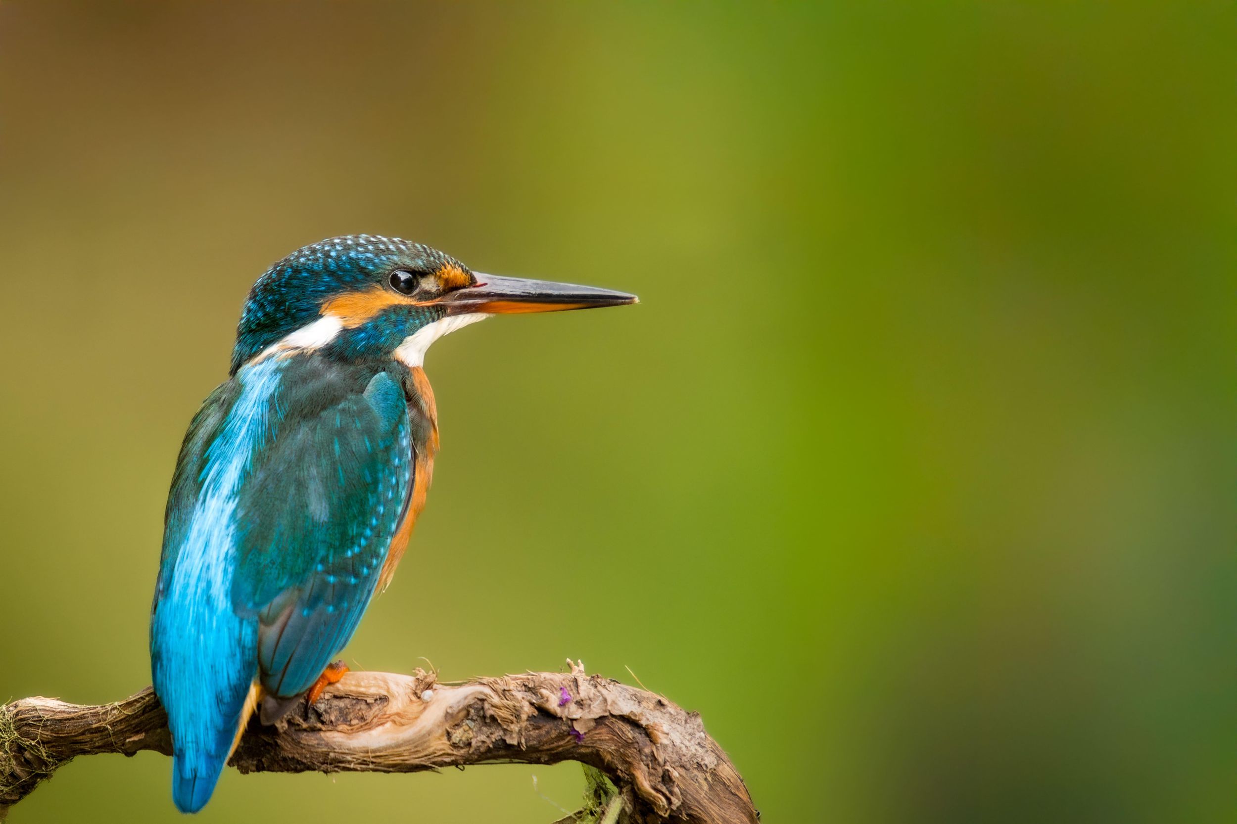 Aiguamolls de l’Empordà: Vogelbeobachtungstour