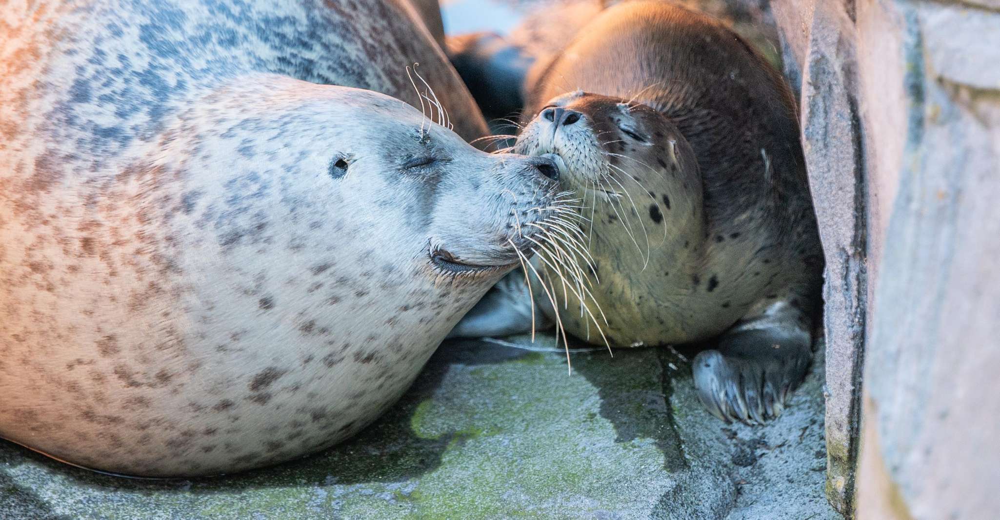 Emmen: Wildlands Adventure Zoo and Rimbula River Boat Ride photo 3