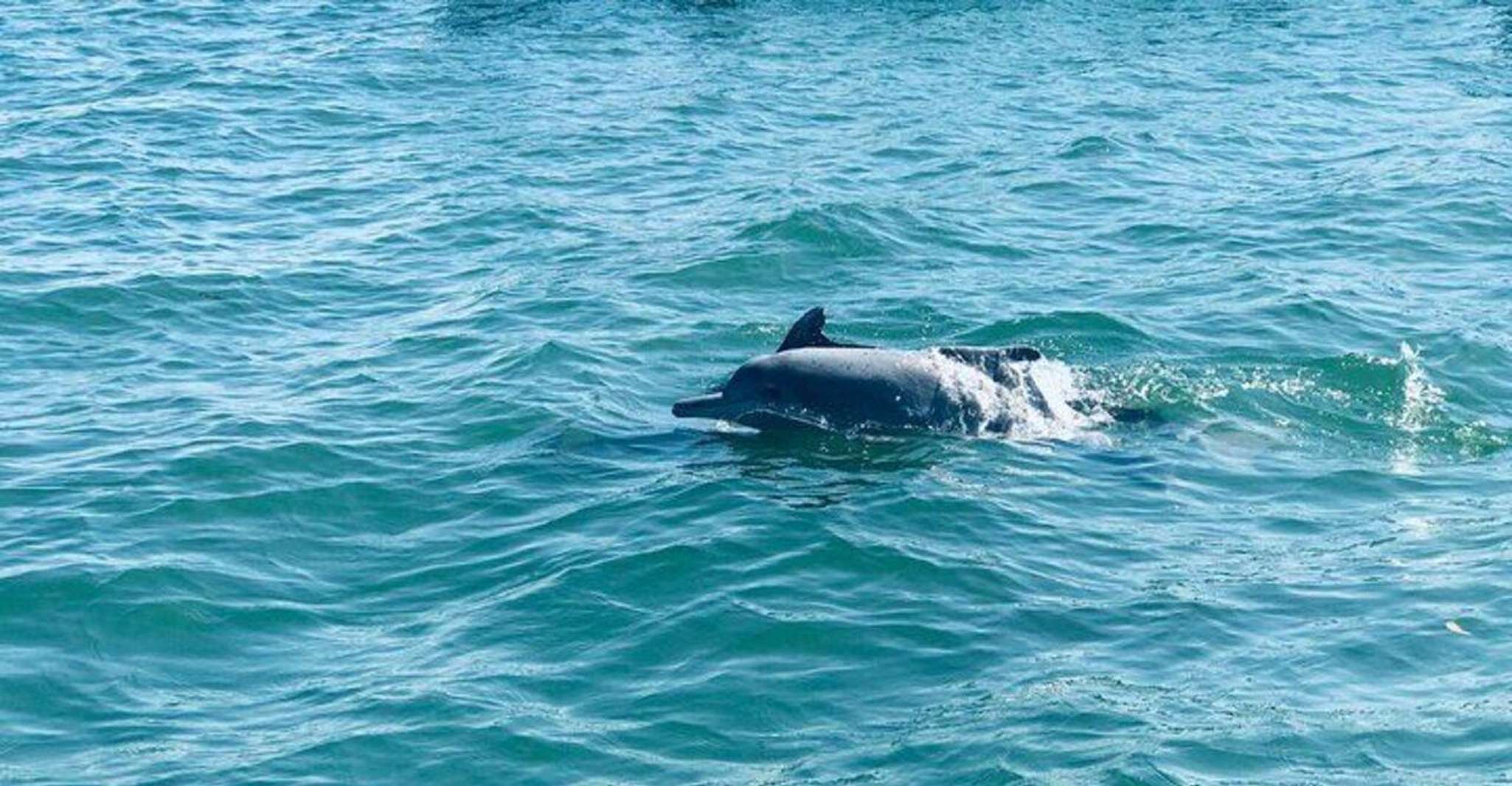 Dolphin Watching in Kalpitiya - Housity