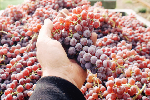 Reil, Mosela: Cata guiada de vinos ecológicos y visita a la bodegaReil, Mosela: Visita guiada a la bodega y cata de vinos ecológicos.