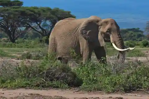 Zanzibar: 2-Days safari to Serengeti National Park