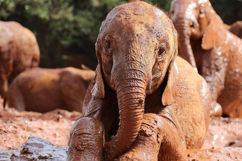 Nairobi: Parco nazionale, orfanotrofio degli elefanti e tour delle giraffe