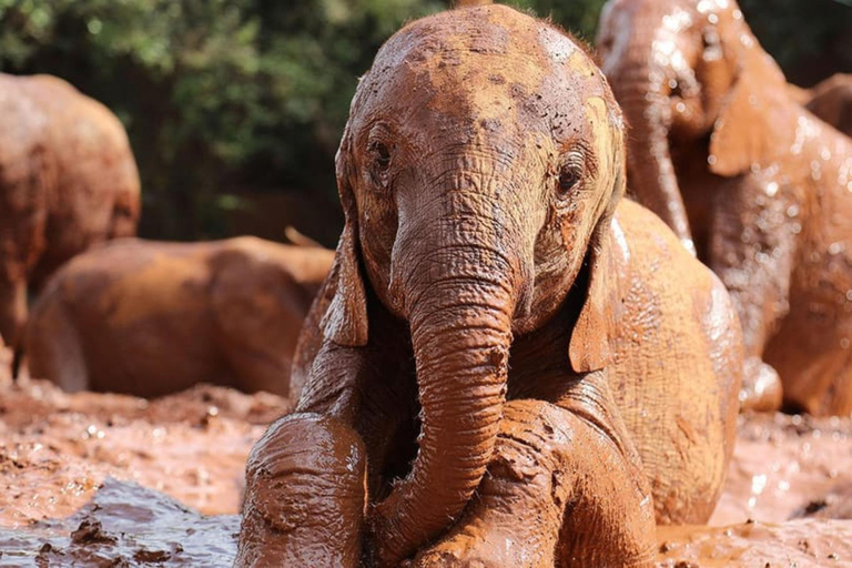 Nairobi: Parco nazionale, orfanotrofio degli elefanti e tour delle giraffe