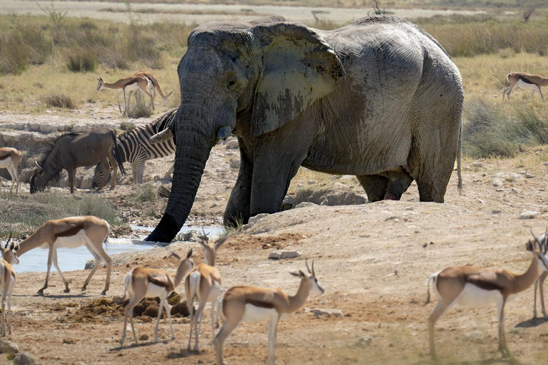 Från Mombasa: Tsavo East National Park Privat dagsutflykt