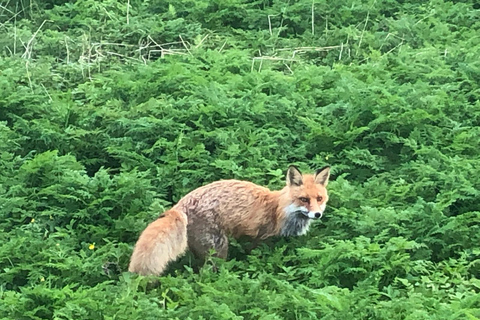 Narvik/Harstad : Excursion d&#039;une journée dans les Fjords avec arrêt à la ferme des rennes