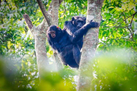 Depuis Kigali : Circuit de 3 jours dans le parc national de Nyungwe avec transferts