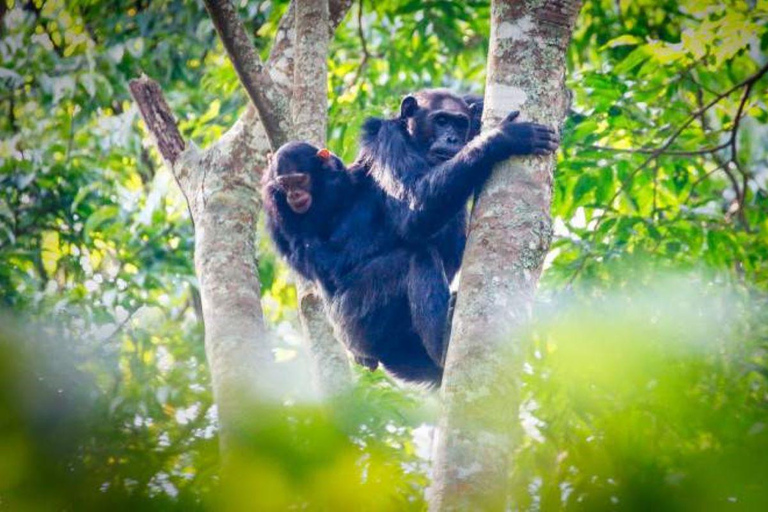 Vanuit Kigali: 3-daagse Nyungwe National Park tour met transfers