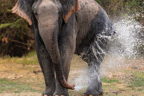 Sri Lanka: 8-Day Big Five Safari & Blue Whale Watching Tour