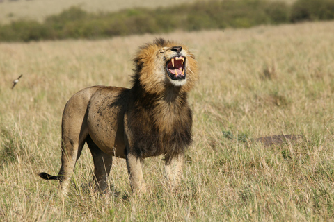 Maravilhas Selvagens de Maasai Mara - Safari de 3 dias