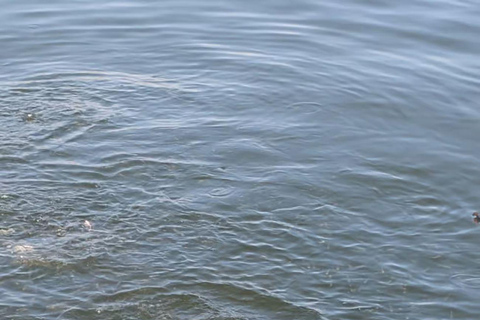 Fethiye: Dalyan Day Trip with Mud Bath and Turtle Beach