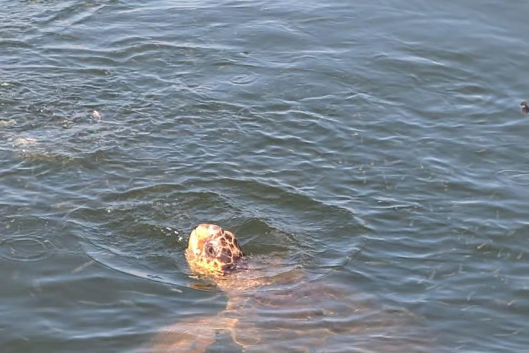 Fethiye: Dalyan Day Trip with Mud Bath and Turtle Beach