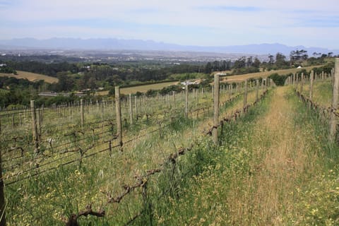The Constantia Classic, Half Day Tour