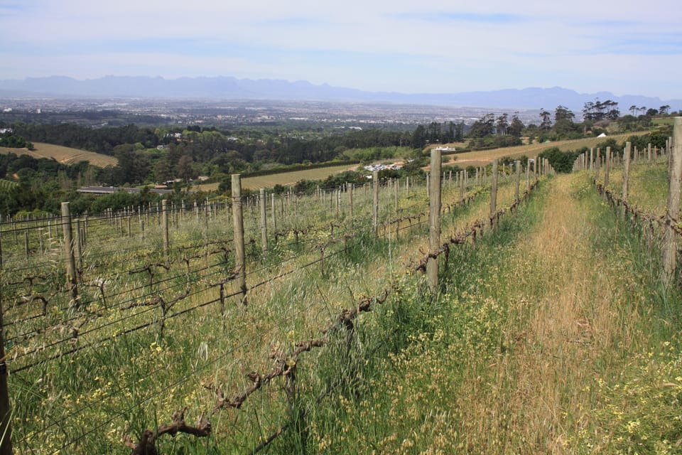 The Constantia Classic Half Day Tour GetYourGuide