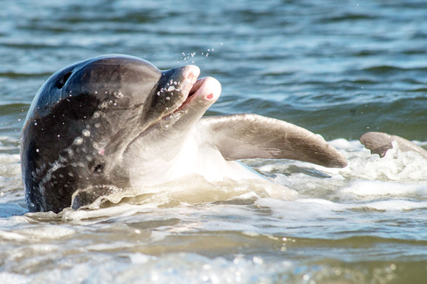 Afternoon Dolphin Boat Tour to Morris Island