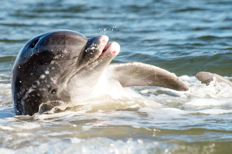 Afternoon Dolphin Boat Tour to Morris Island