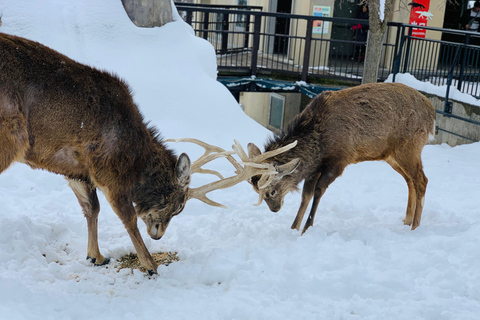 北海道2日游：破冰船钏路与旭山动物园之旅北海道·2日游：破冰船钏路与旭山动物园之旅