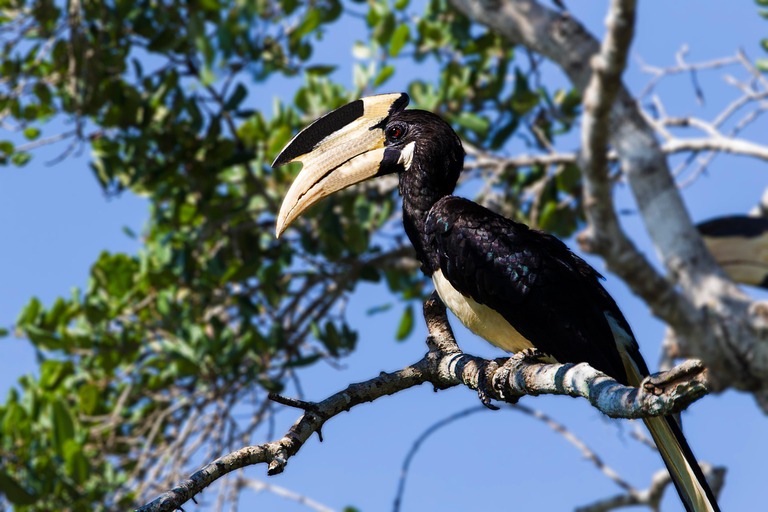 Från Tangalle/Hiriketiya: Shuttle till Ella med Yala Safari