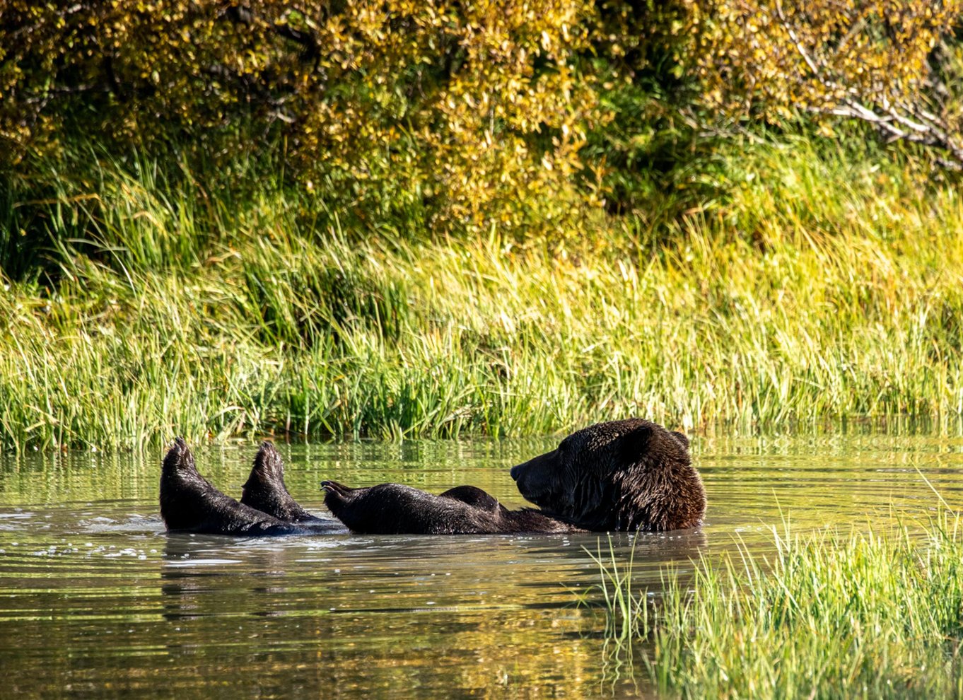 Alaska Wildlife Conservation Center: Adgangsbillet