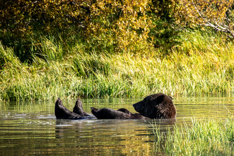 Centre de conservation de la faune de l'Alaska : billet d'entrée