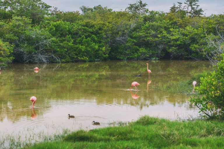 Full-day sightseeing tour from Santa Cruz to explore Isabela Island