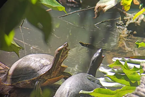 Snorkeling + Escursione guidata al Parco Nazionale di Cahuita