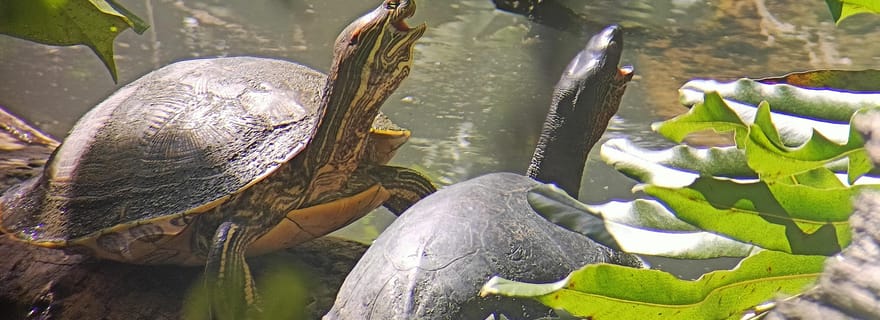 Plongée en apnée + randonnée guidée au parc national de Cahuita