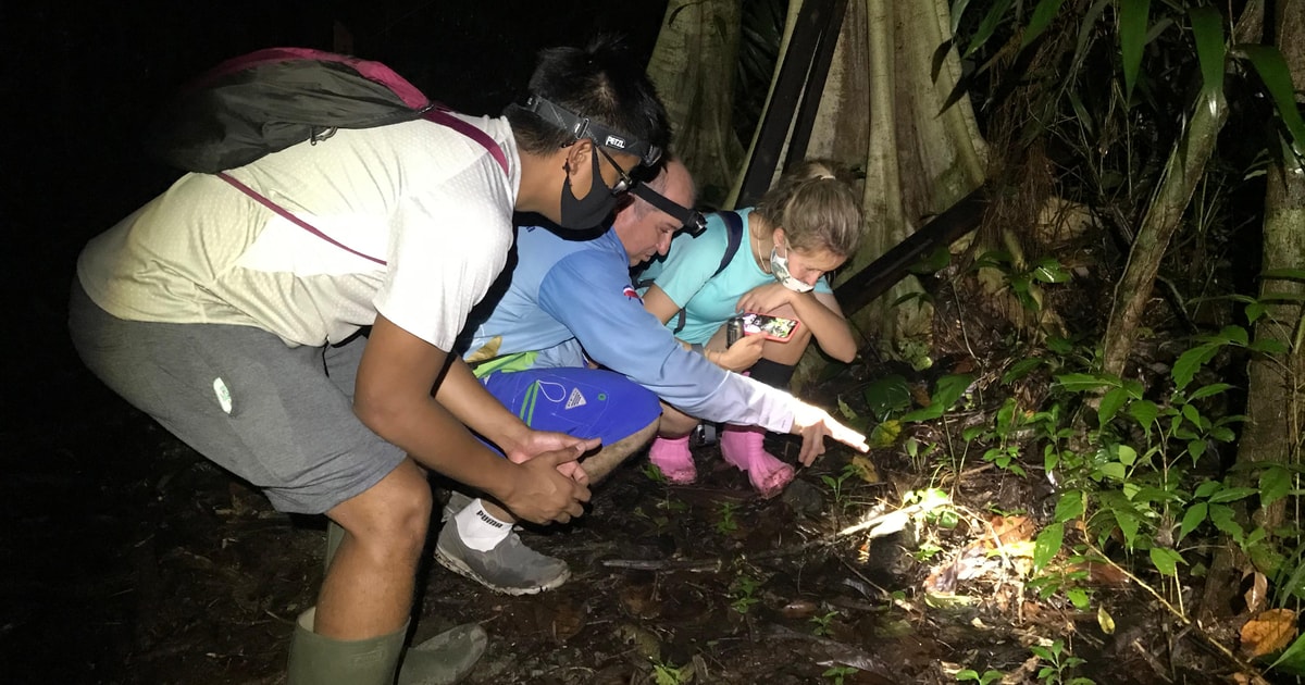 Manuel Antonio Jungle Night Tour GetYourGuide