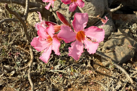 East Salalah by Day & Night: Camels, Waterfalls & Souqs Tour