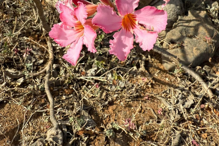 East Salalah by Day & Night: Camels, Waterfalls & Souqs Tour