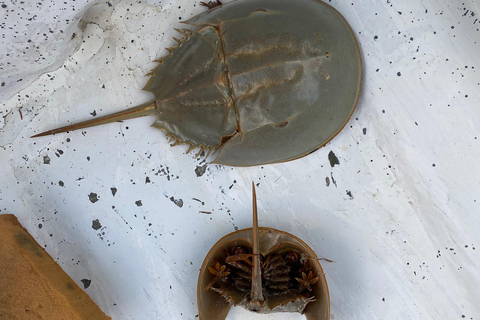 Flamingo Classic: Rio Lagartos and Las Coloradas